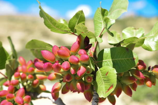 Pistachio and tree in Gaziantep