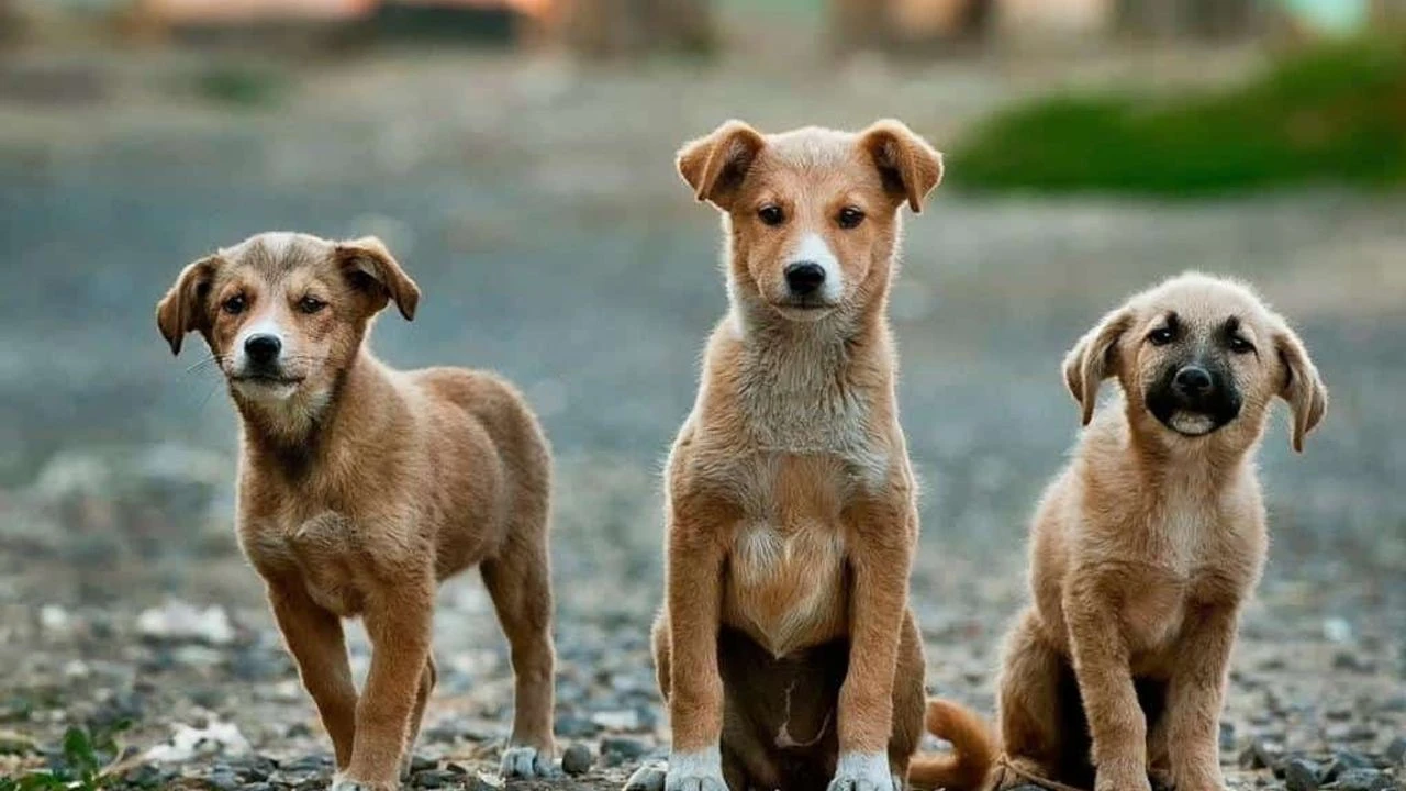 sokak köpekleri